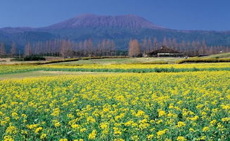 农产品基础知识系列之油菜的一生